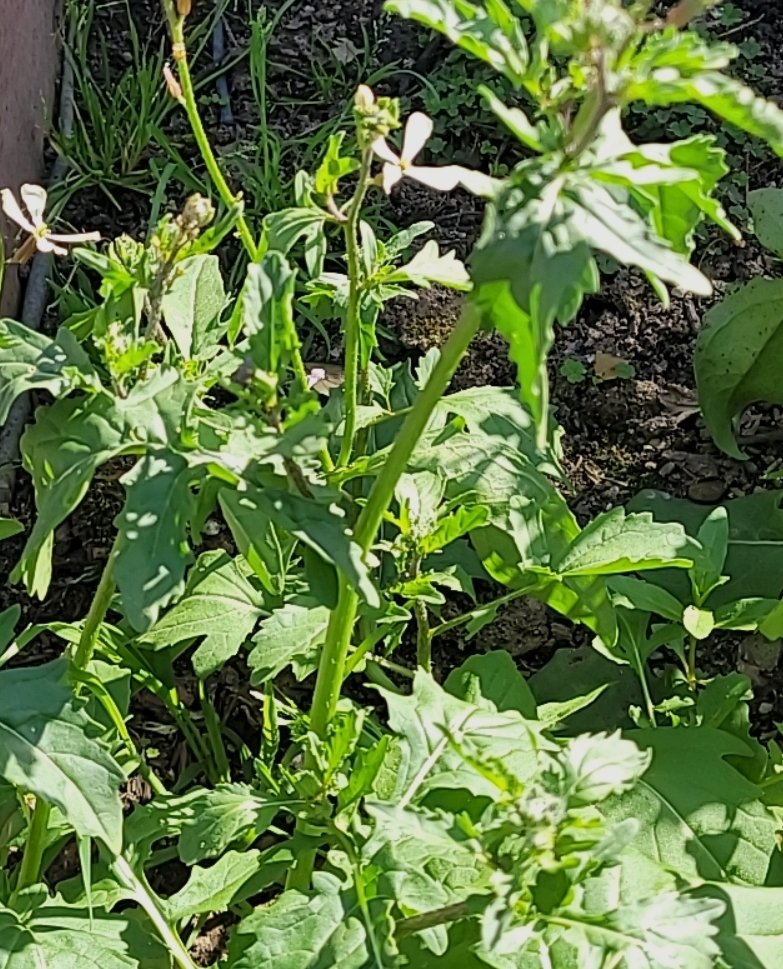 Happy Tuesday 

Arugula from the backyard 😊 💅💅💅💅
,