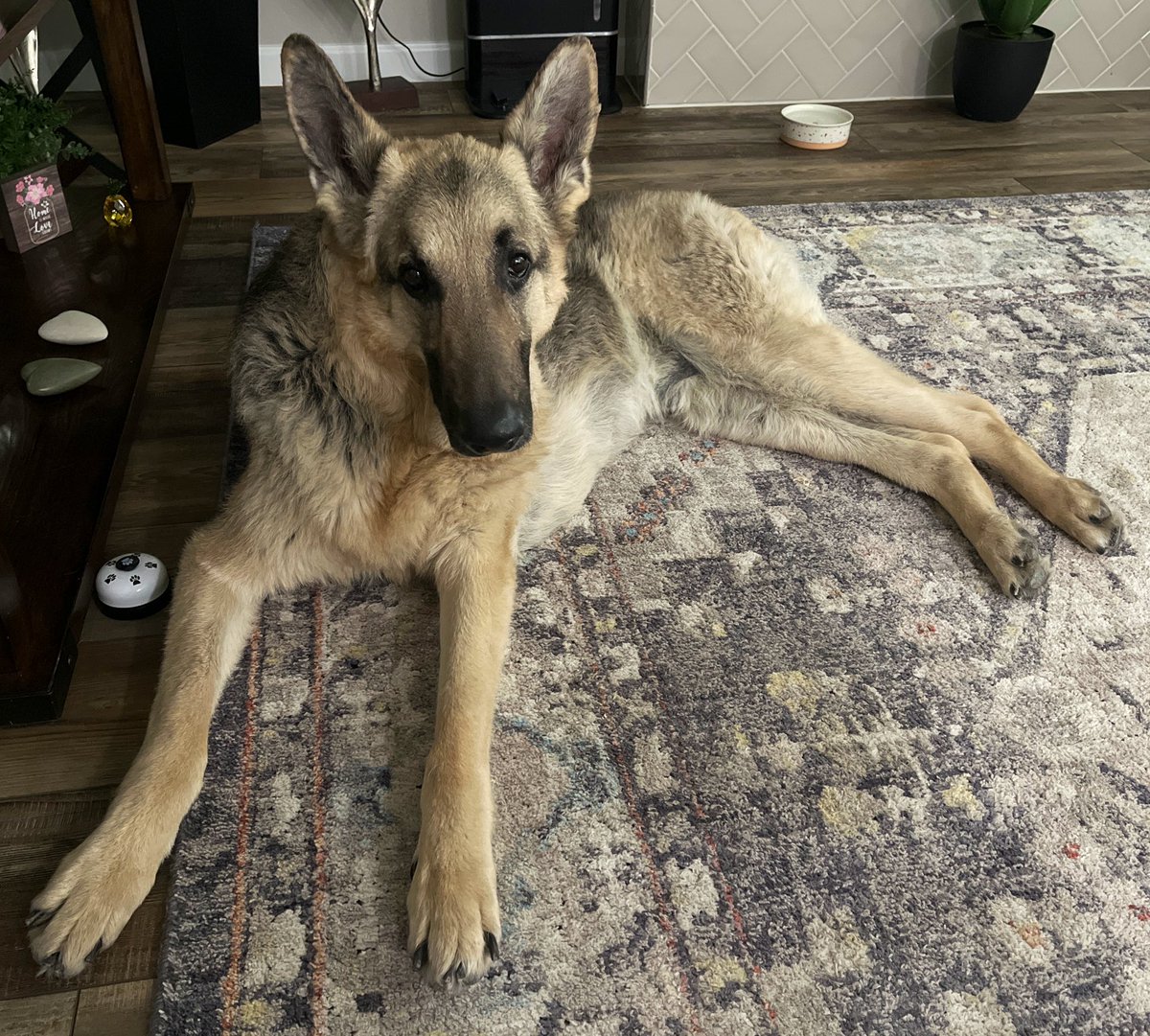 For today’s stream, I’m gonna be spending some time learning Synth V Pro 2. It’s pretty buggy on launch so let’s enjoy some sometimes synthetic screeching and sometimes really good results together! 5pm pacific.