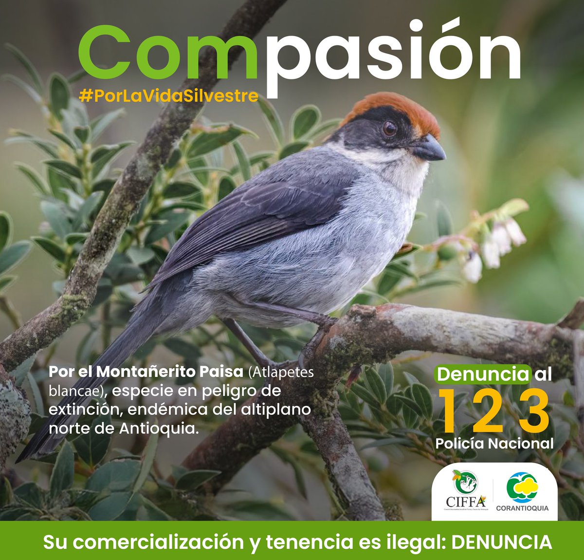 Corantioquia's tweet image. #ConectadosPorLaVida | El montañerito paisa 🏞️ especie en peligro crítico de extinción ⚠️ , fue redescubierto en San Pedro de los Milagros. En esta #SemanaSanta 🙏 y siempre ten #ComPasión ¡Denuncia el tráfico de fauna silvestre!