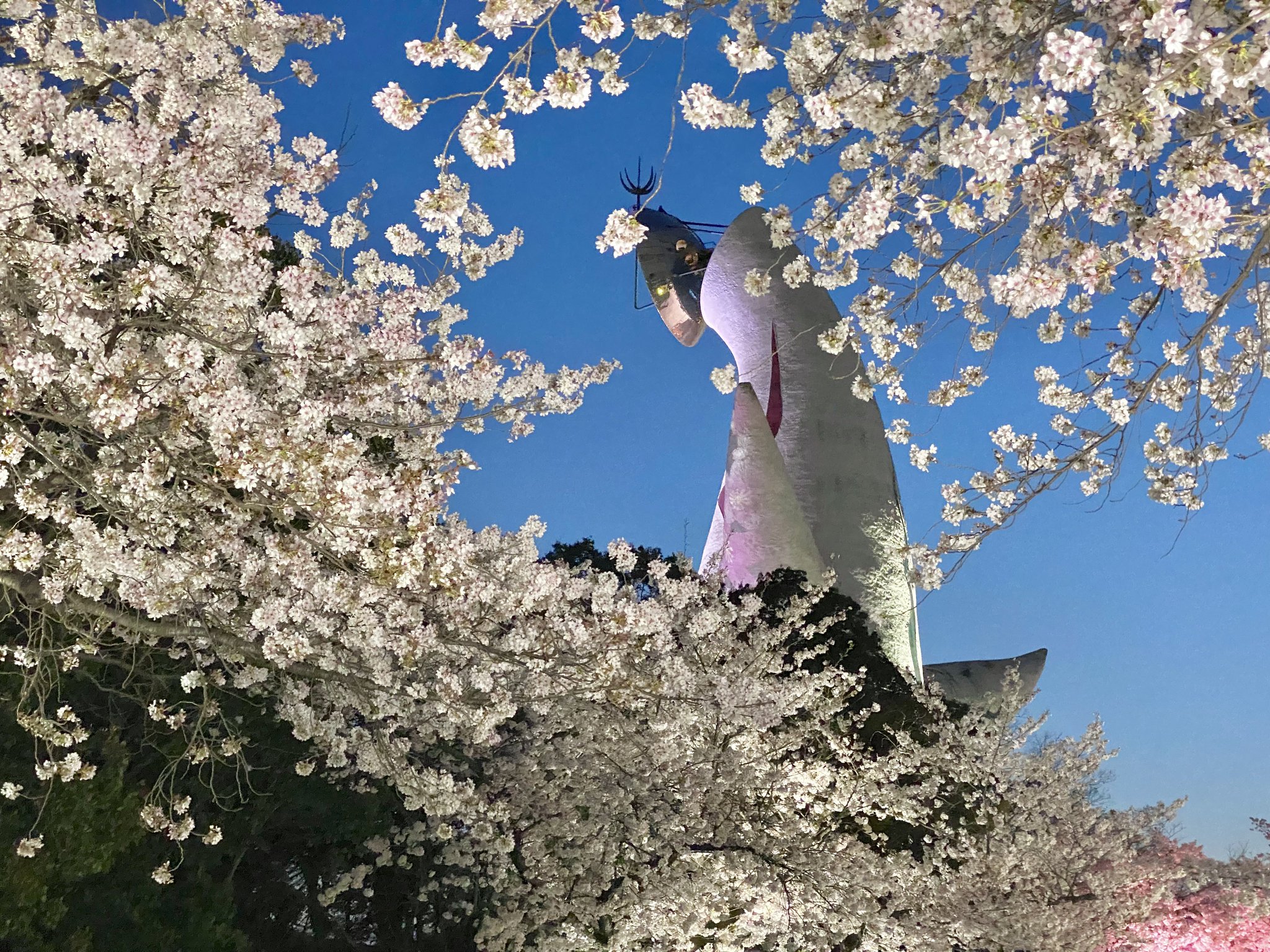 桜満開 京都の桜、過去1200年で最も早く満開に＝研究 - BBCニュース