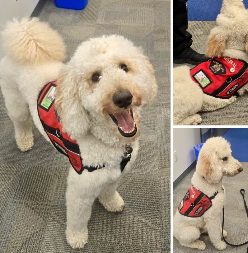 So this happened at work! Hung out with the RCMP service dog in training, General. Canine therapy for the win! 💕