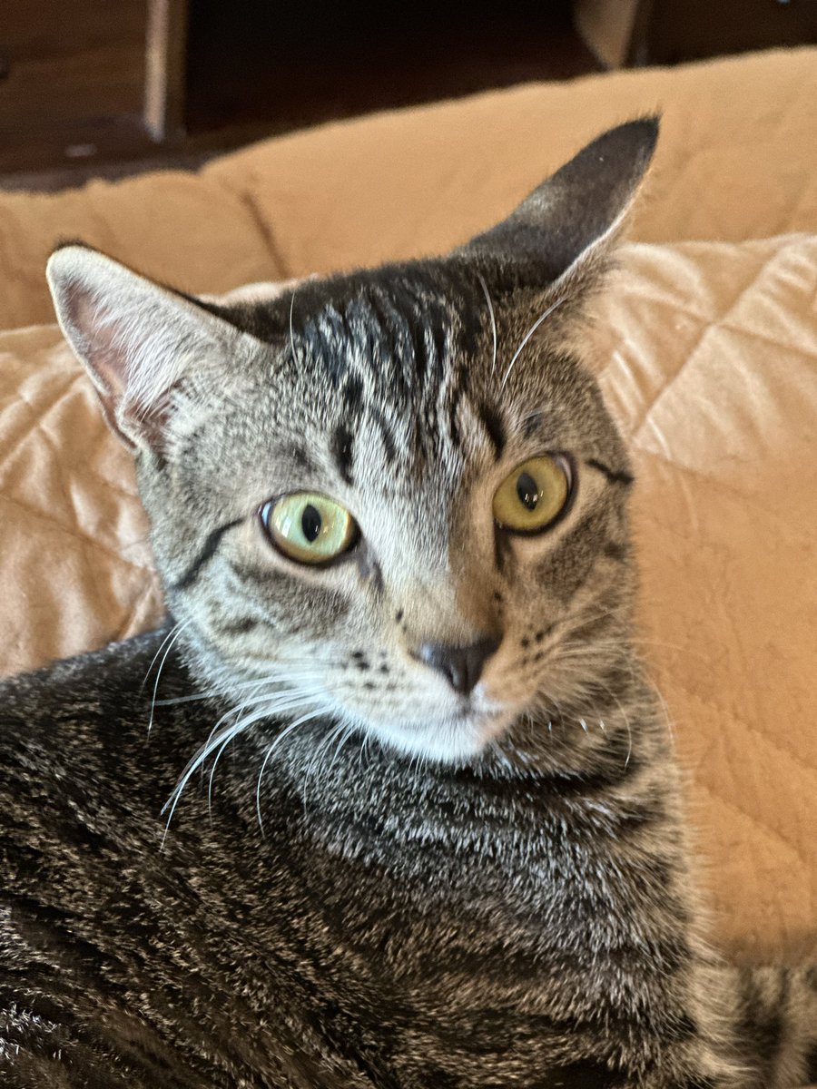 Lunar Sawyer tweet media