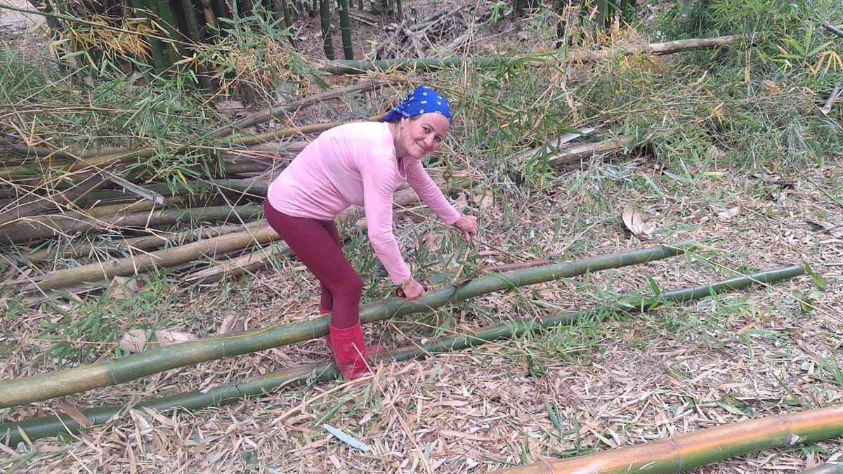 inbarlac's tweet photo. En el marco del proyecto #SolucionesBasadasenBambú financiado por @Coop_Esp_CR  en su programa #Arauclima el equipo técnico de @inbarlac capacita en manejo y uso sostenible del bambú🎋🎋a productores de los Municipios de Manicaragua, Martín, Viñales y la Habana 🇨🇺🎋

@AECID_Cuba https://t.co/kAFvGlXxMw