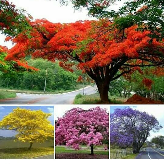 jacquim33's tweet photo. Así de bella está Maracay 😍 https://t.co/l1dfFJLv6z