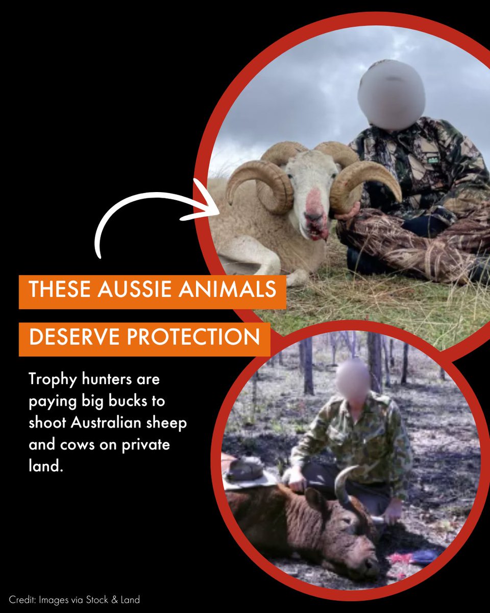 World Animal Protection ANZ tweet media