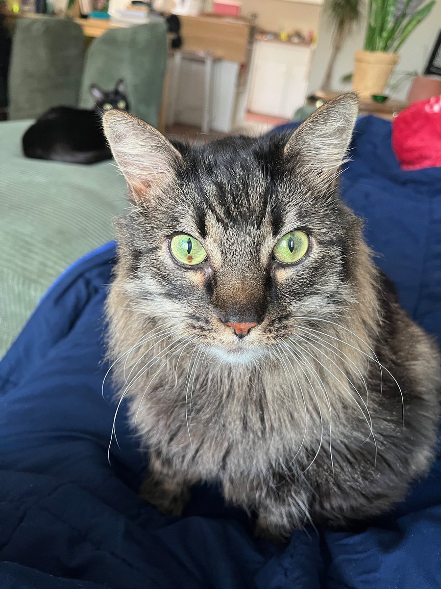 I’m Miss Kitty, a 13-year-old girl! Whether I'm gently curling up in your lap for a cuddle or playfully swatting at a toy, I radiate a calm and loving energy that makes me the perfect companion. I'm always there to offer support when you need it. 

Adopt: givemesheltersf.org/mobile/animal.…