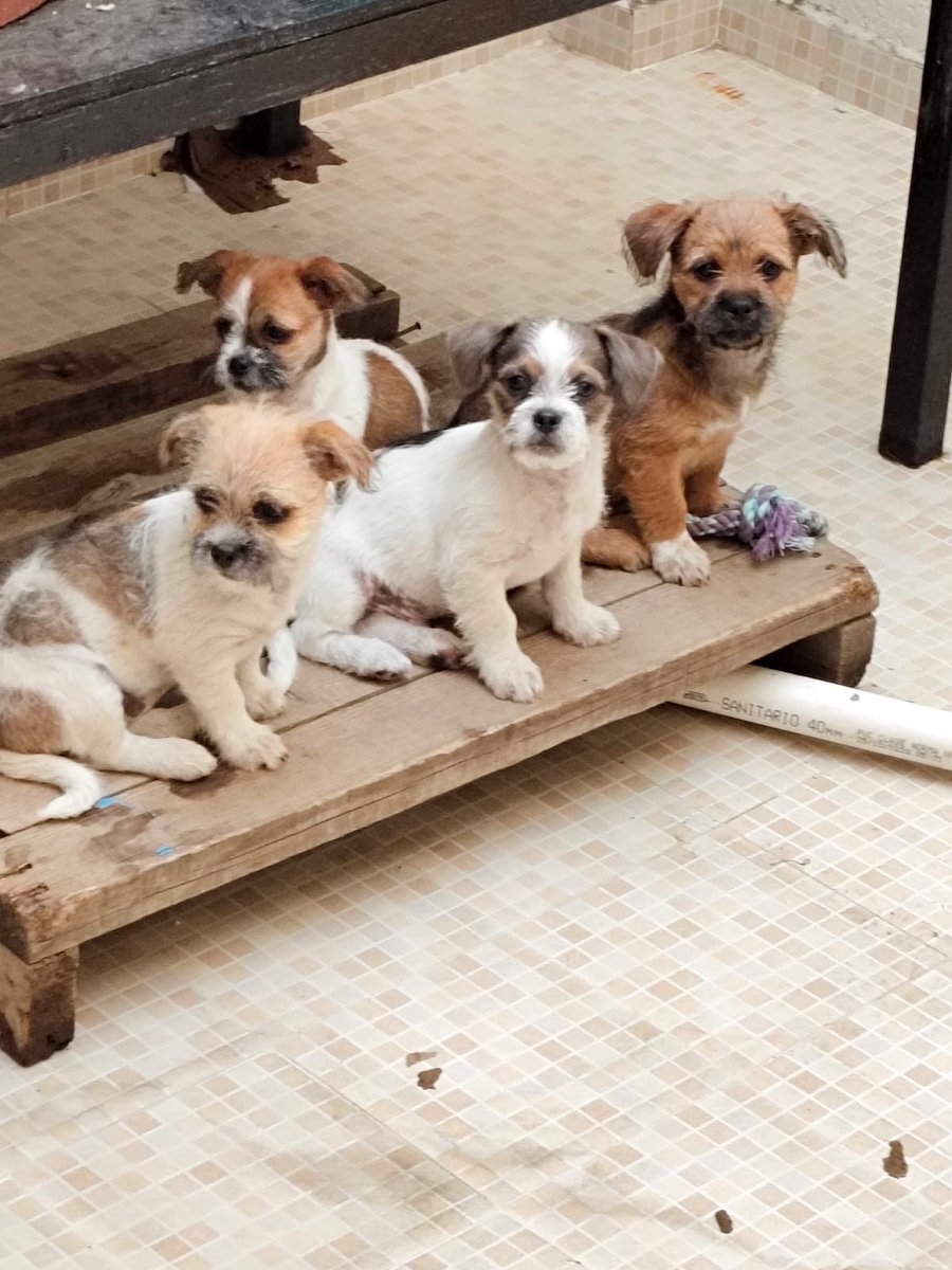 Estos Pequeñitos fueron abandonados a la deriva, ellos no tienen la culpa de lo malo que puede ser el mundo.
¿Nos ayudas a apadrinar uno de estos chiquitos? Juntos lograremos más...
BBVA Bancomer / Fundación Tomy AC
СТА 0166035981
CLABE 012180001660359817
Tarjeta 4152313592980366