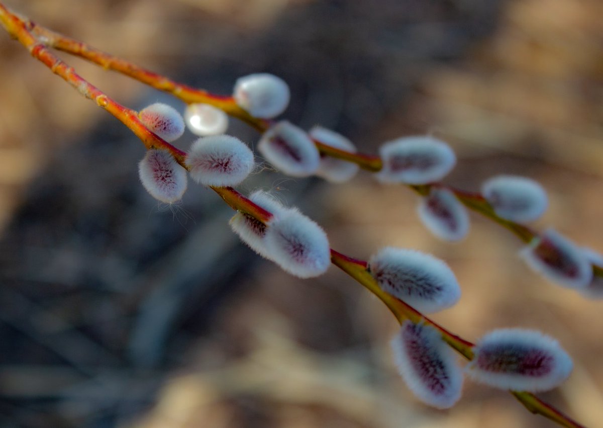 DreamlikeHarbin's tweet photo. The frost flowers in the grass and flower beds have bloomed. With trees and plants budding, spring has arrived in Harbin, and soon the Ice City will be lush green.🌼VIA 哈尔滨日报“手机记者”史敏捷、周凤西、围城、西门剑客  #SwapSpring #SpringOnAPlate #BloomAndBite @xinjiangsghdf https://t.co/wRo8IRk2W0