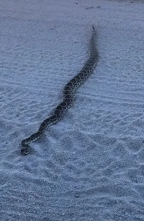 revvrie's tweet photo. Spring time is snake time,   Diamondback rattlers are out and about😎 https://t.co/ohWsffvaDA