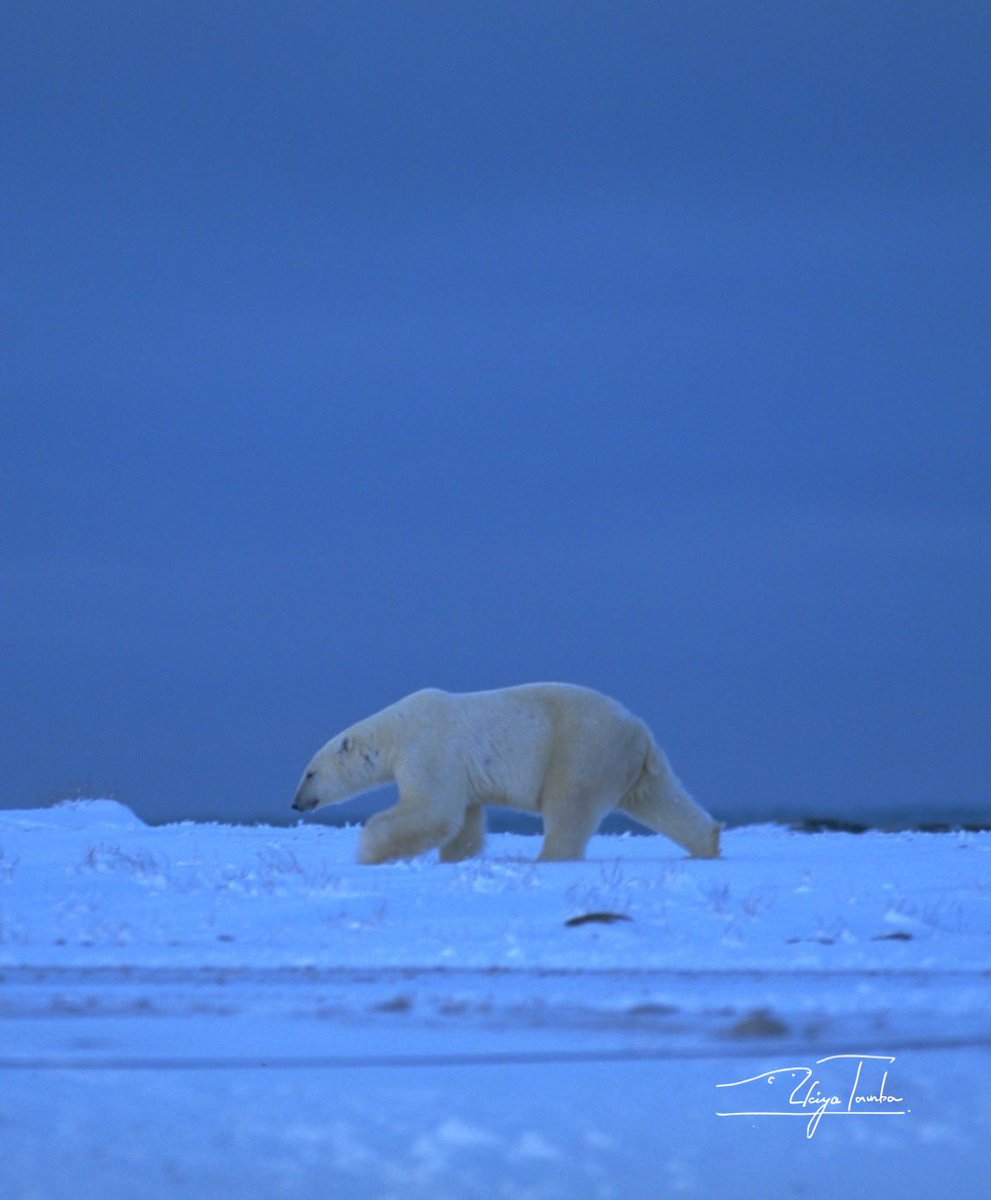 AkiyaTamba's tweet photo. Your path is yours to worth, and yours alone.
旅は君次第…
#polarbear #wildlife #journey #step #mind #heading #savethewildlife #シロクマ #しろくま #ホッキョクグマ #一歩ずつ #戦争反対 #nature #人間至上主義にはうんざりだ https://t.co/QKvyUmV3JR