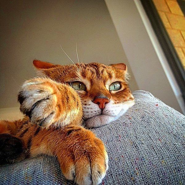 Just a stunning cat pondering his day.