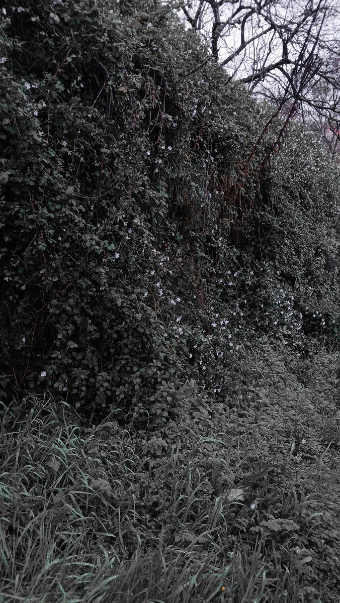 Therapy? No. 
Wandering through the forest.