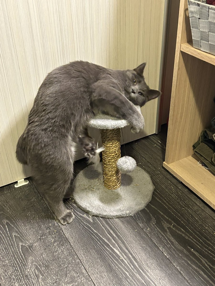 Navemi_'s tweet photo. too much catnip https://t.co/05v3XV8Y6U