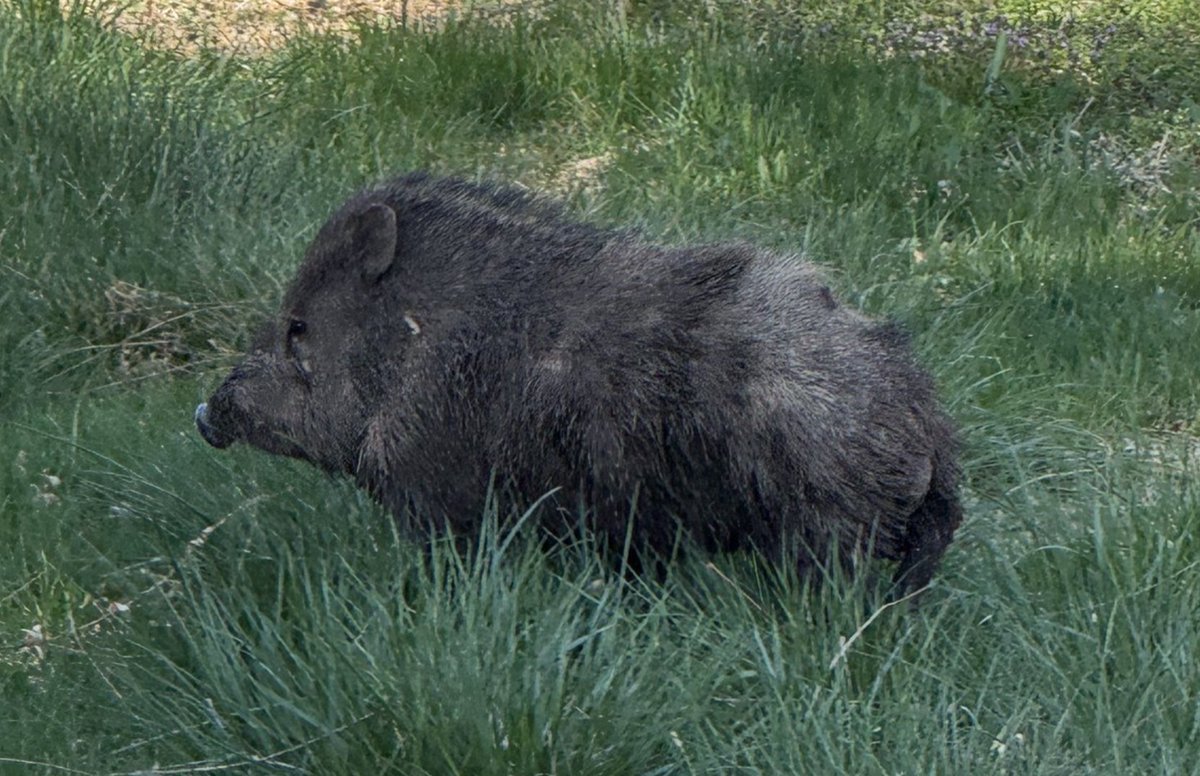 davidhanley72's tweet image. Welp, i caught the guy who dug up my vegetable garden. I chased him off and saw how he got into the yard, so i have some Javalina proofing to do before i put in the summer crop.