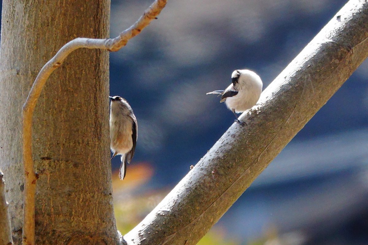 (・▴・)
 #鳥  #野鳥  #エナガ  #柄長  #野鳥写真  #野鳥撮影  #野鳥観察  #バードウォッチング  #sony #rx10m3