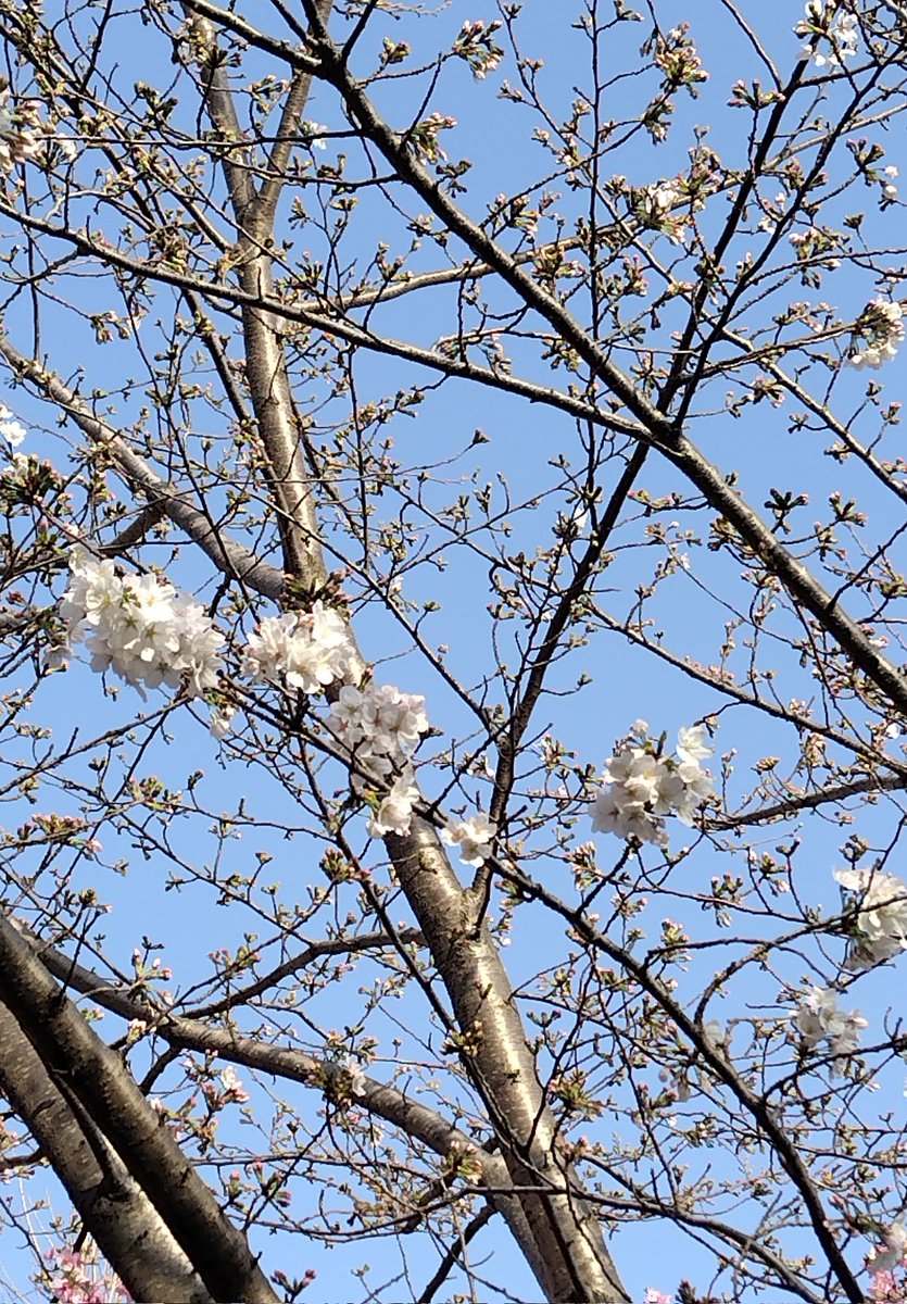 ssoyano's tweet photo. サクラが開花し始めました。 https://t.co/2IshszuWLX