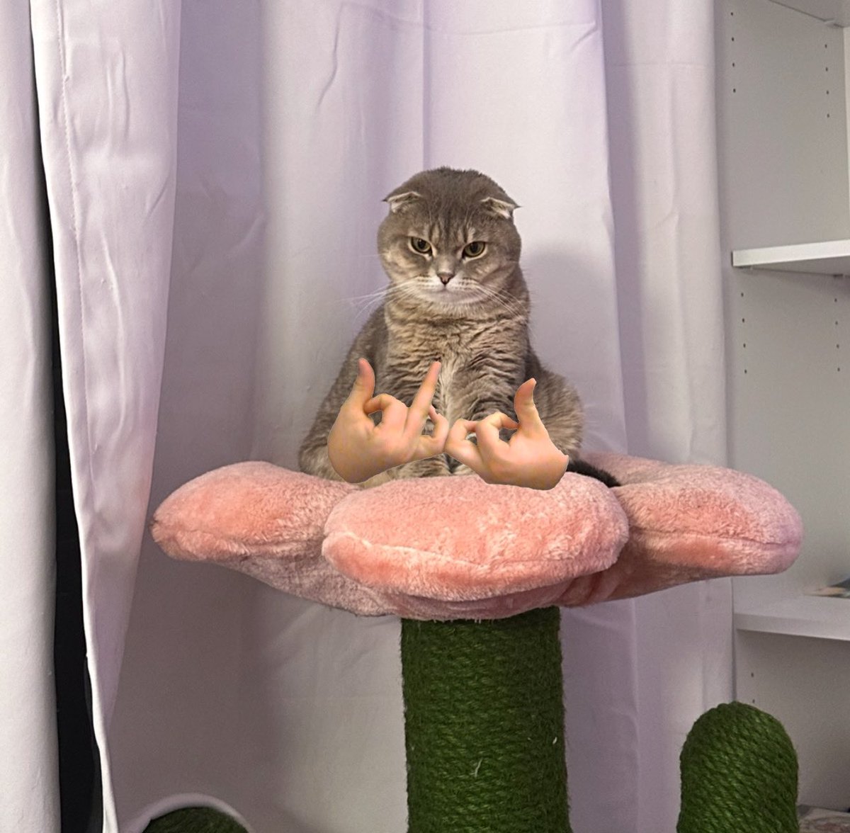 guys please pray for my cat she keeps throwing up blood 😔