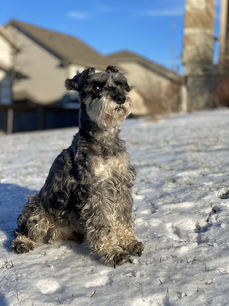 ricardocerilo's tweet photo. Just tried the new @OpenAI image gen update… and WOW.
Turned my Schnauzer into a full-on anime character with one click.
He passed a few years ago, so seeing him like this again hit different.
#OpenAI #ImageGen #AIArt #Schnauzer https://t.co/ZjKjY1q3Nx