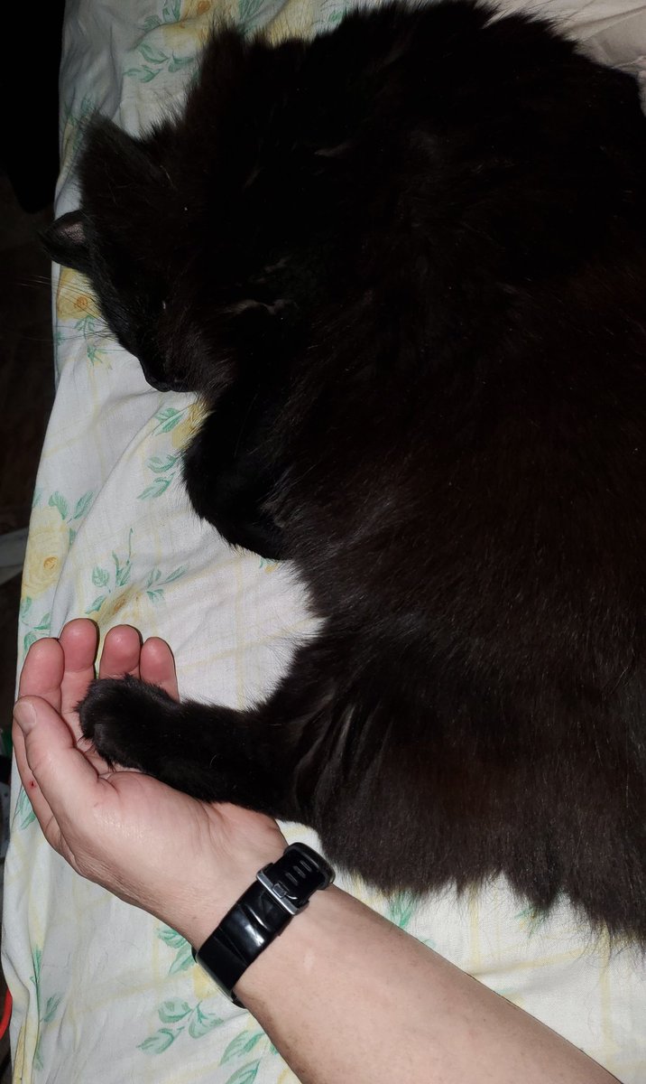 bobfafo2020's tweet photo. #heypeeps I think she trusts me🥰. She hated if you touched her back feet.
First day at work tomorrow 3wks earlier than last year.
#timeforsleep 
@DougMonroe17
@michellefloraa @rachel_garniss
@yamane_patricia @howllr @STabbytosavit @SooCeeQ2025
@AntiFa2023 @Boatoptional2 https://t.co/sTDgKCqOH8