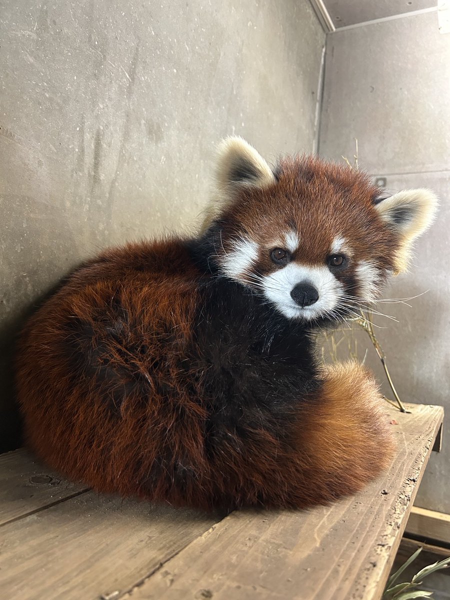 見返り美レッサー #レッサーパンダ #アケビ #寝起き #八木山動物公園