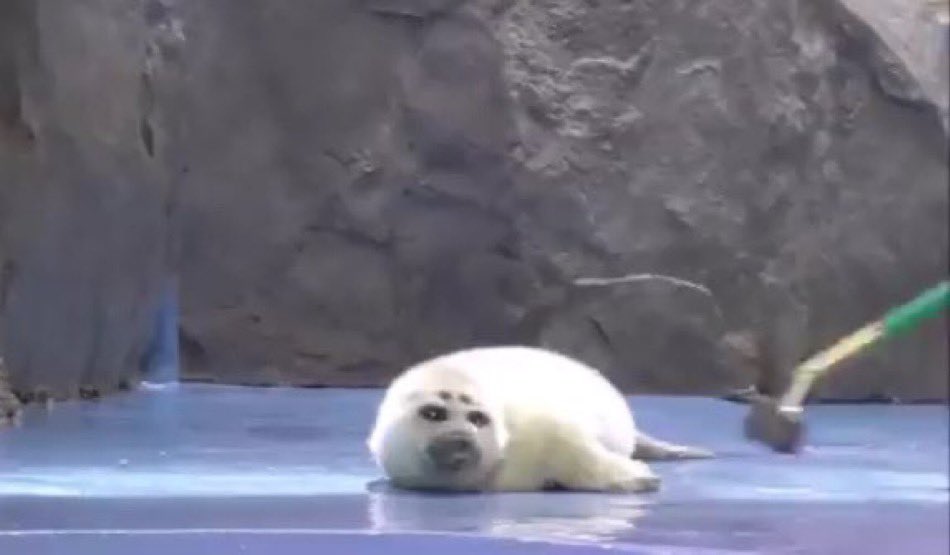 ItsjustFT's tweet image. Twitter hasn’t changed

Conservatives are crying about things

People are fighting. 

Honey I’m home!