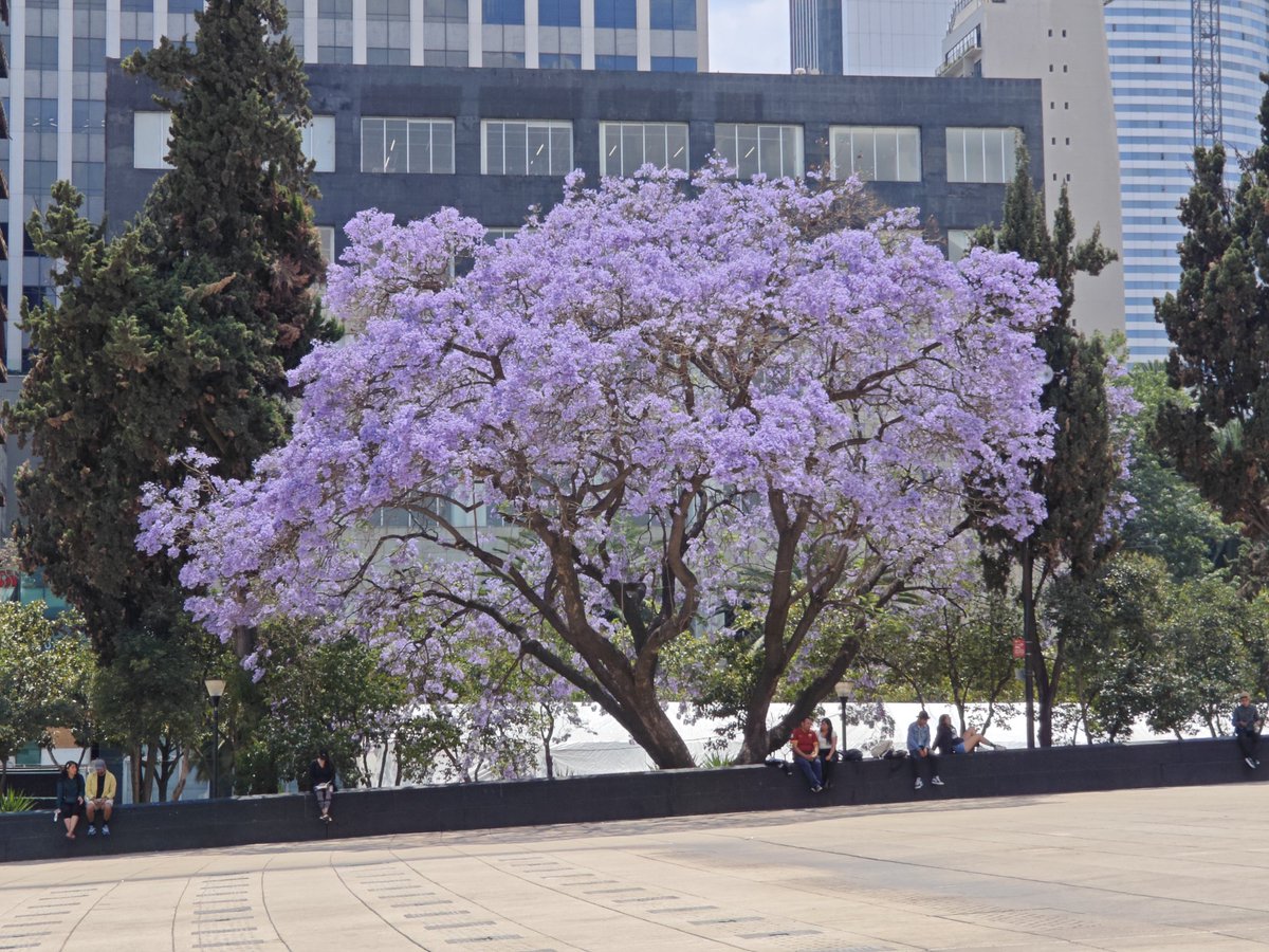 Luis_Alberto_CC's tweet photo. Tomada en Plaza de la República, monumento a la Revolución, CDMX el día lunes 24/03/2025.
#JacarandaAzteca
@RicardoBSalinas
@JorgeNikaidoB
@MLMSalinas https://t.co/nl3xcVhnwg