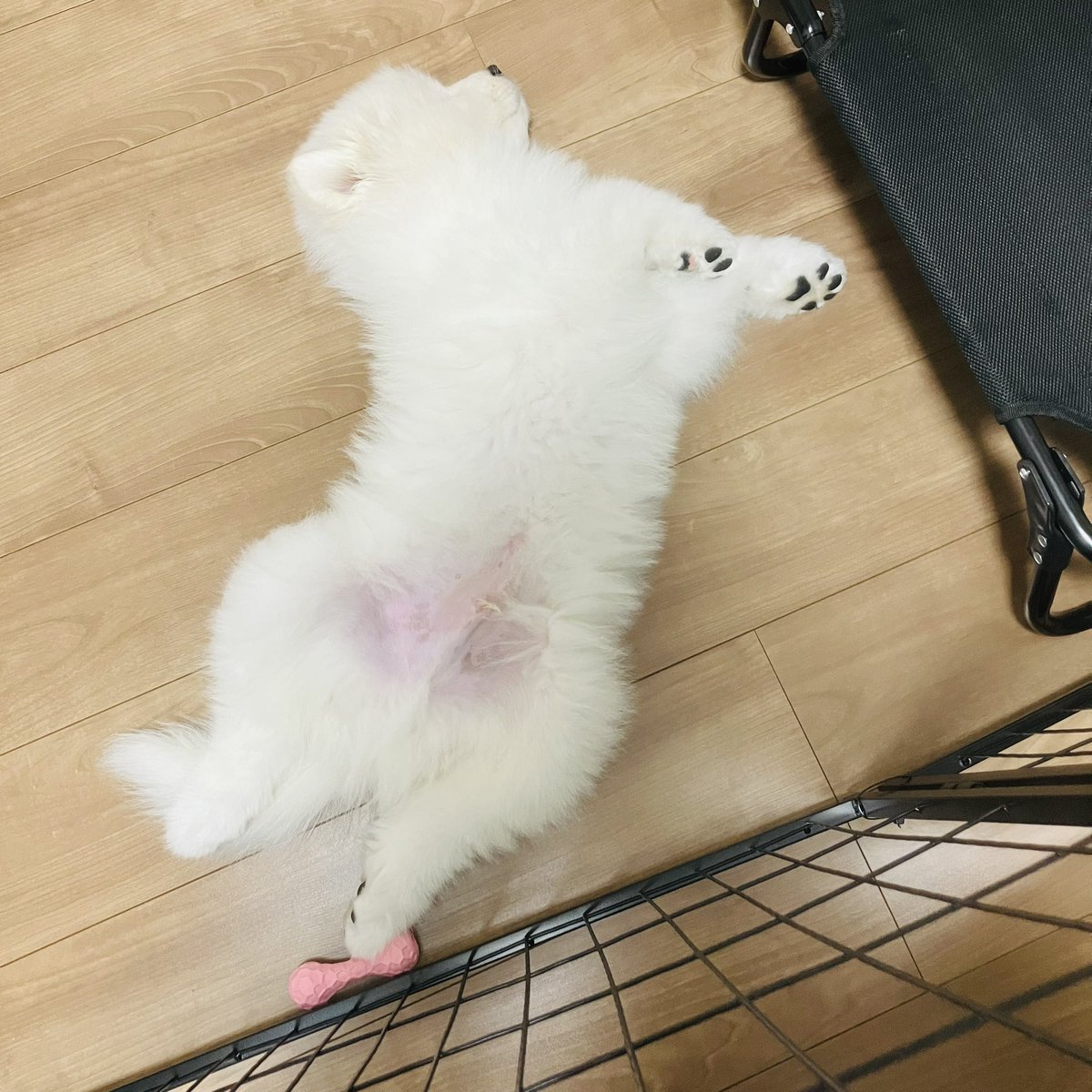 SamoyedoKoyomi's tweet photo. お迎え二日目✨
朝からヘソ天爆睡中💕

おトイレはたまーに溢れちゃうけど、精度80%🔫🤭
今朝もお利口さんなこよみくんでした🗓️🥰

#サモエド https://t.co/og2CF8QywN
