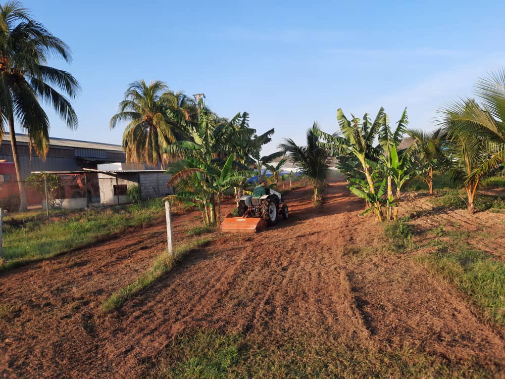 SuchelJovel's tweet photo. Anticipados a las lluvias🌨️ de la semana se mantuvieron las labores de preparación🚜 de las tierras para intercalar cultivos🌴🎋🌱 y continuar contribuyendo al #ProgramaAlimentario����.

#UnidosPorCuba🇨🇺
#IndustriasCuba
#MatancerosEnVictoria https://t.co/80KgUwZdj2