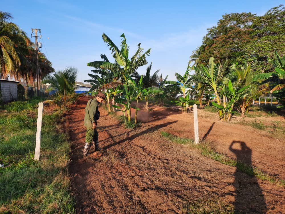SuchelJovel's tweet photo. Anticipados a las lluvias🌨️ de la semana se mantuvieron las labores de preparación🚜 de las tierras para intercalar cultivos🌴🎋🌱 y continuar contribuyendo al #ProgramaAlimentario����.

#UnidosPorCuba🇨🇺
#IndustriasCuba
#MatancerosEnVictoria https://t.co/80KgUwZdj2