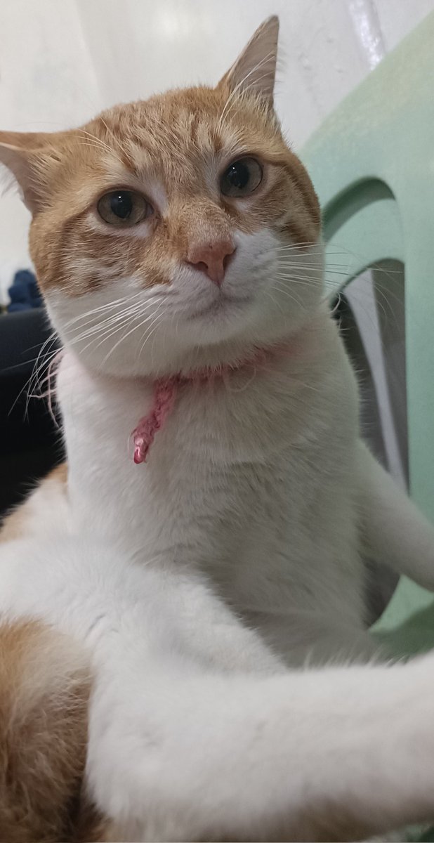 Swane47688833's tweet photo. Someone looks weird today😺
Are you looking for a companion?
#MingsMood #furparent
#AmericanShortHairCat
#CatGuard #Catlover #AlarmClockInTheMorning https://t.co/iuKbcXNUnE