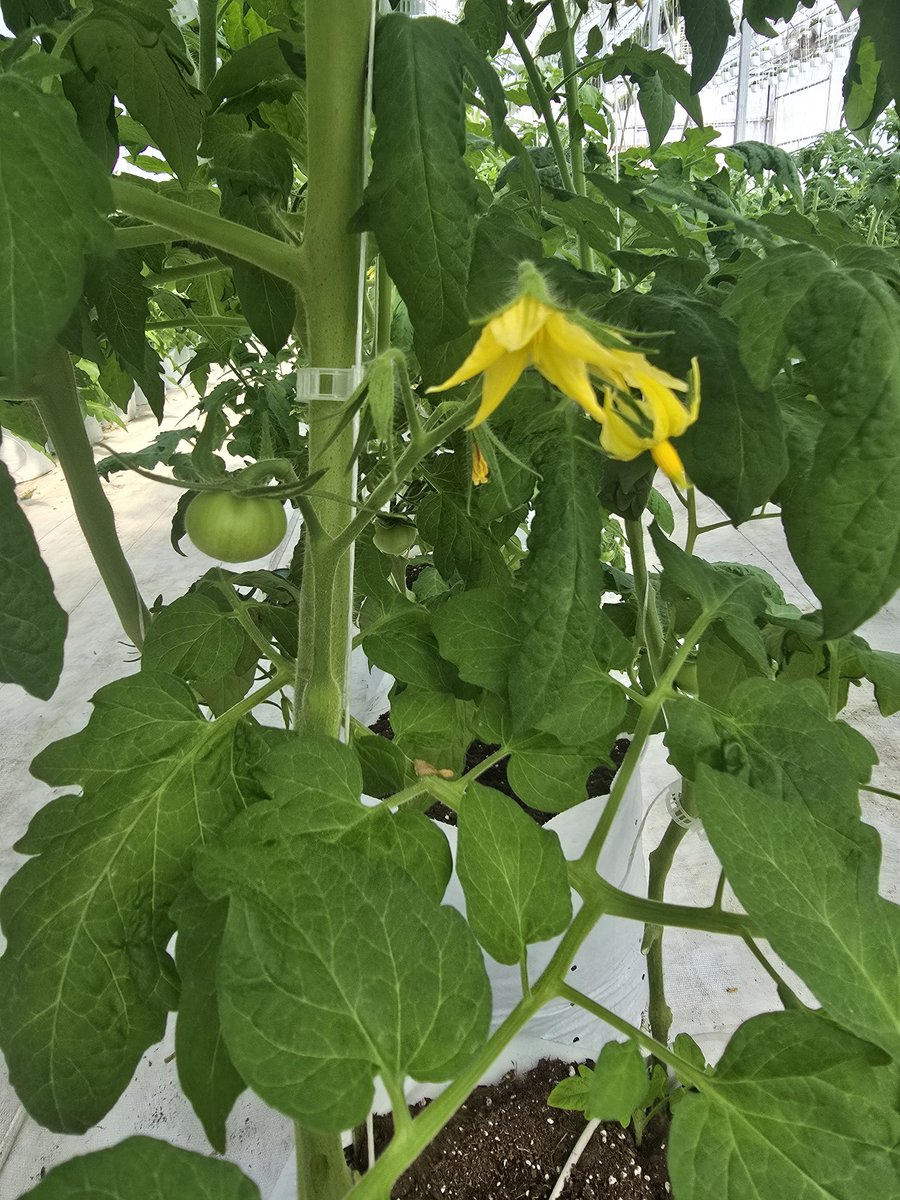 The first tomatoes in the greenhouse have been spotted! If you want to save money when we start picking in May, take advantage of our CSA sale! Our cards are 10% off through the end of the month! If you already have a market card with us, use the code: SPRING4VEGGIES