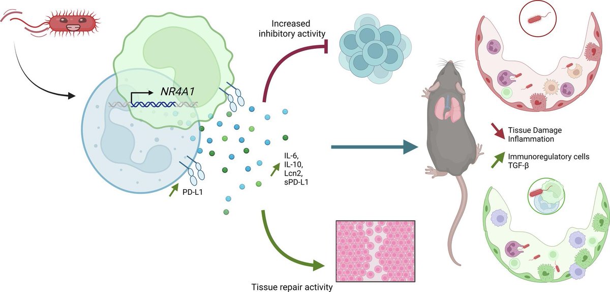 Myeloid derived suppressor cells transferred to the lungs improved survival of mice during  Pseudomonas aeruginosa infection suggesting potential prophylactic and therapeutic roles:
mucosalimmunology.org/article/S1933-…