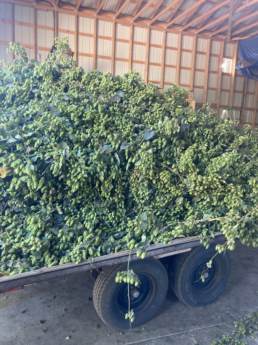 The season will be coming on strong soon. By the end of June plants can grow to 18 feet