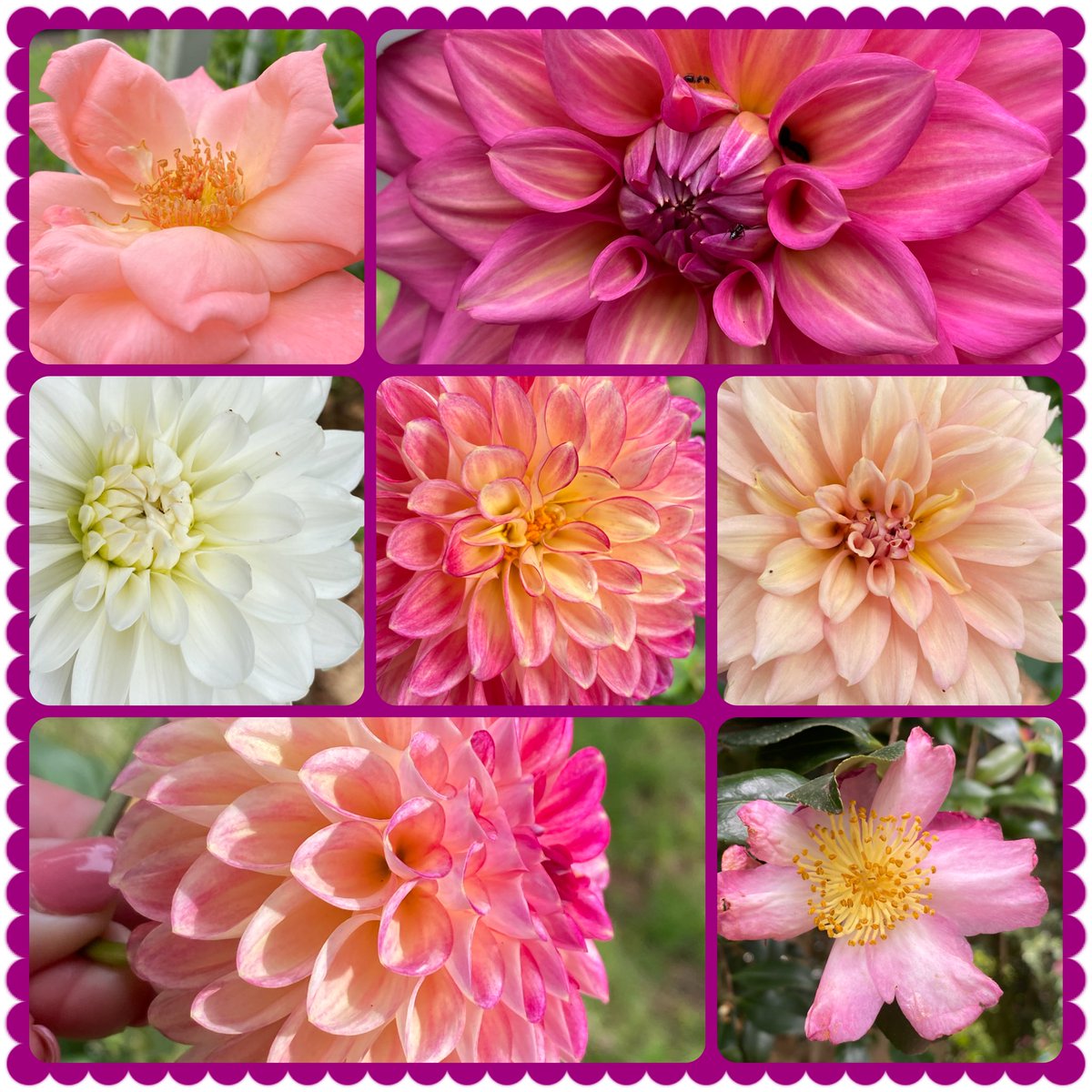 SusanRedmayne's tweet photo. #rosewednesday #Autumn #gardening the end of our season is approaching but the dahlias and some roses and camellias still adding colour despite lots of heavy rain (Cyclone Alfred).  The rose is Aotearoa and highly perfumed….it reminded me of my daughter who lived in NZ in 24. https://t.co/jKpYdDjjKs