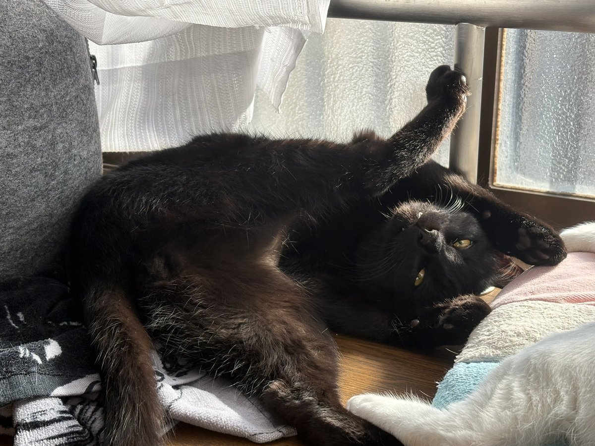 light77oo77's tweet photo. その体勢でくつろげるのかい #猫  #黒猫 https://t.co/06CmCERuch