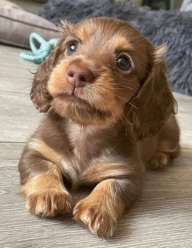 puppies video (@puppies_video) on Twitter photo 