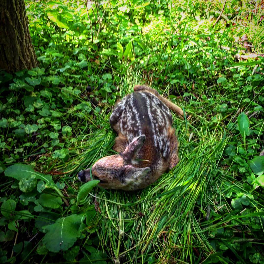 QuestOfTheWild's tweet photo. Show some respect out there—stick to the paths, leash your dogs, and give wildlife the space they need. Respect prevents problems.#RespectNature #WildlifeConservation https://t.co/Y0sSVig0eH