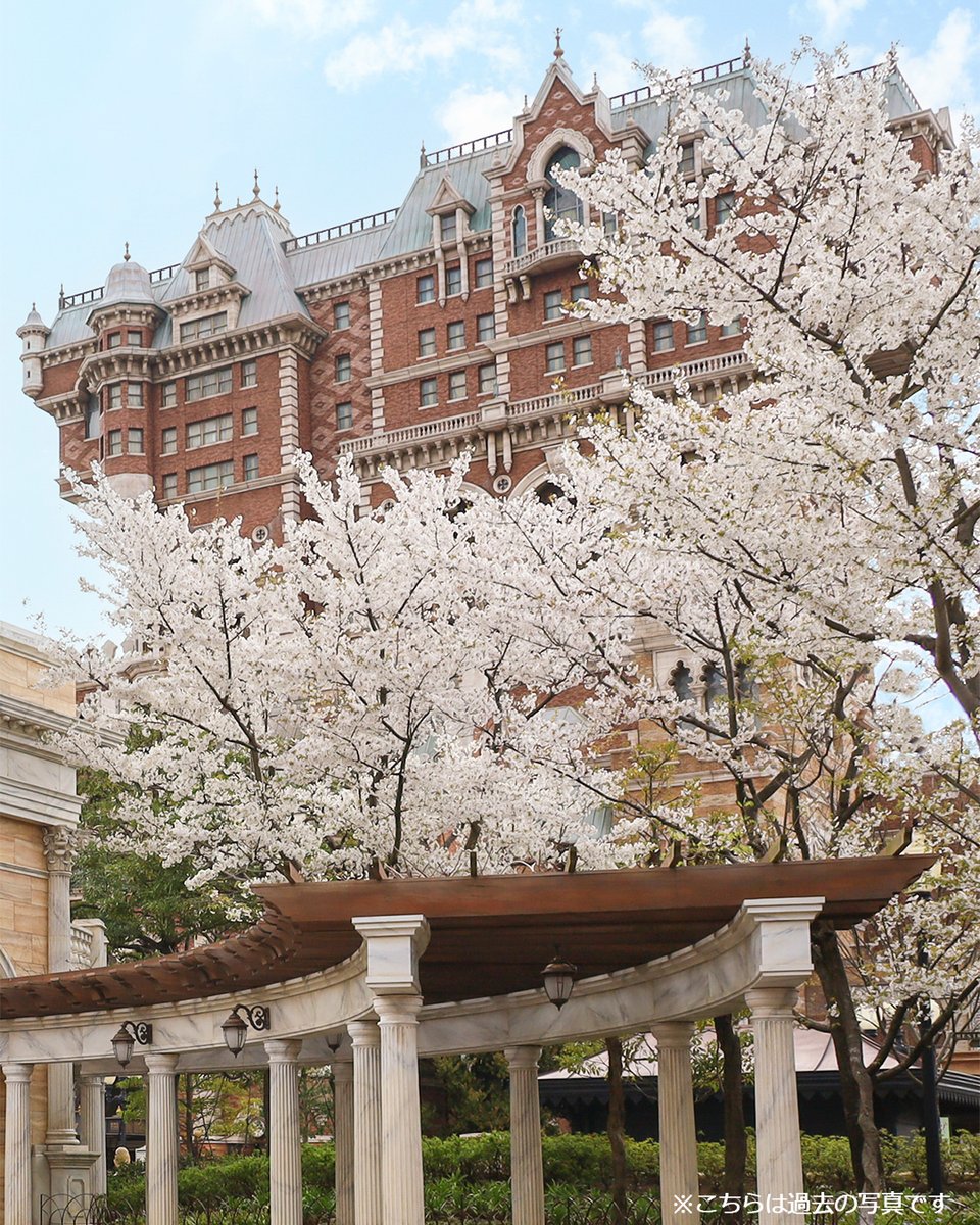 桜の #開花宣言 がありましたね🌸

東京ディズニーリゾートでは、毎年2月頃からいろいろな桜を見ることができます✨

あなたのお気に入りの“パークの桜スポット”も、ぜひ教えてくださいね🎶
