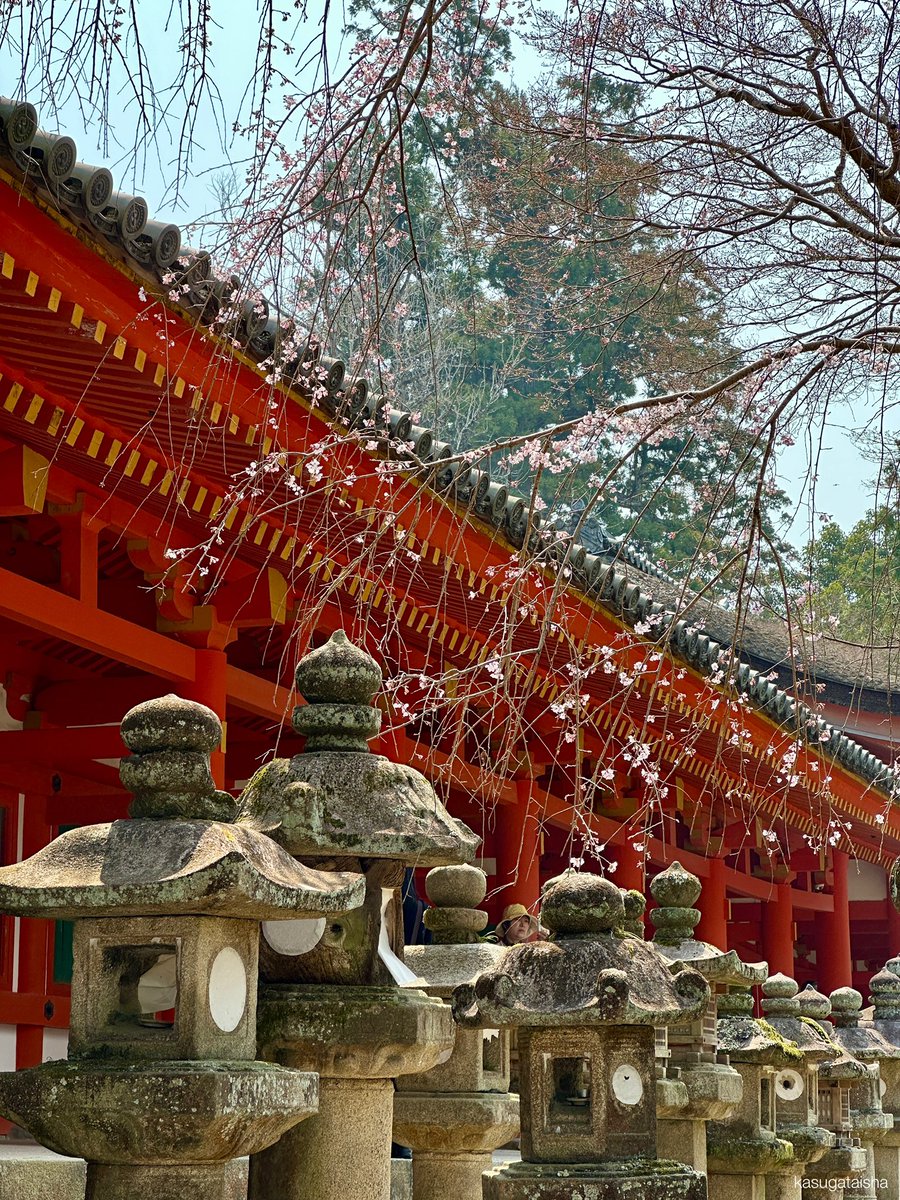 KASUGASHRINE's tweet photo. 清浄門前の #枝垂れ桜 が開花していました🌸

#春日大社 #奈良 #桜 #しだれ桜 #春 https://t.co/sfSF7cPMu9