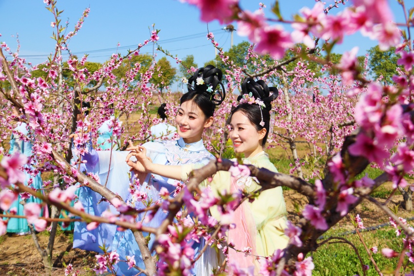 HenanPlus's tweet image. 【Springtime Splendor】🌸 
 Over 1.2 million tulips of 100+ varieties are blooming in waves.
A 2,000-acre pear orchard transforms into a "snowscape" of white blossoms.
Miles of cornelian cherry trees burst into golden glory...
 🌼✨
#Blossoms
#SpringInChina