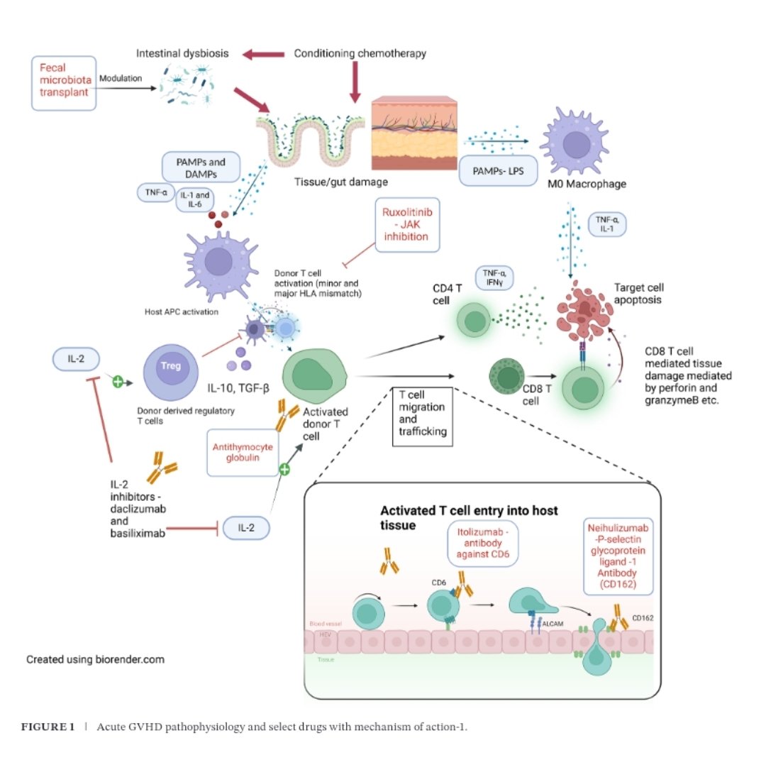 Mostafa Faisal (@mostafafaisal14) on Twitter photo "Toward Improving Initial Therapy of Acute Graft Versus Host Disease" <a href="/AjHematology/">AmericanJournalofHematology</a>
onlinelibrary.wiley.com/doi/epdf/10.10… "Toward Improving Initial Therapy of Acute Graft Versus Host Disease" <a href="/AjHematology/">AmericanJournalofHematology</a>
onlinelibrary.wiley.com/doi/epdf/10.10…