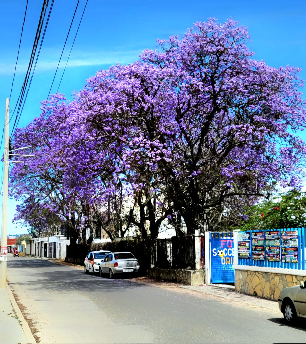 #JacarandaAzteca  <a href="/RicardoBSalinas/">Don Ricardo Salinas Pliego</a> <a href="/JorgeNikaidoB/">Jorge Nikaido</a> <a href="/MLMSalinas/">María Laura Medina de Salinas</a>