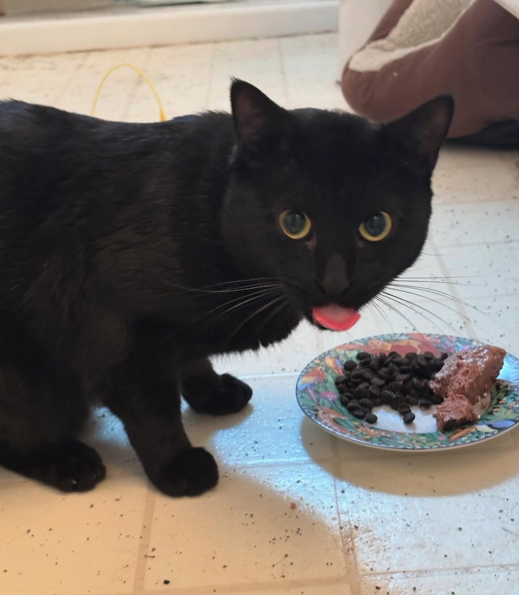 Hi! I’m Cupid, a 1-year-old boy. 💘I’m looking for a cat playmate in my forever home. I’m a lap cat in the making and always enjoy gentle pets and chin scratches. I’m curious when it comes to what’s going on around me.
 
Adopt: givemesheltersf.org/mobile/animal.…