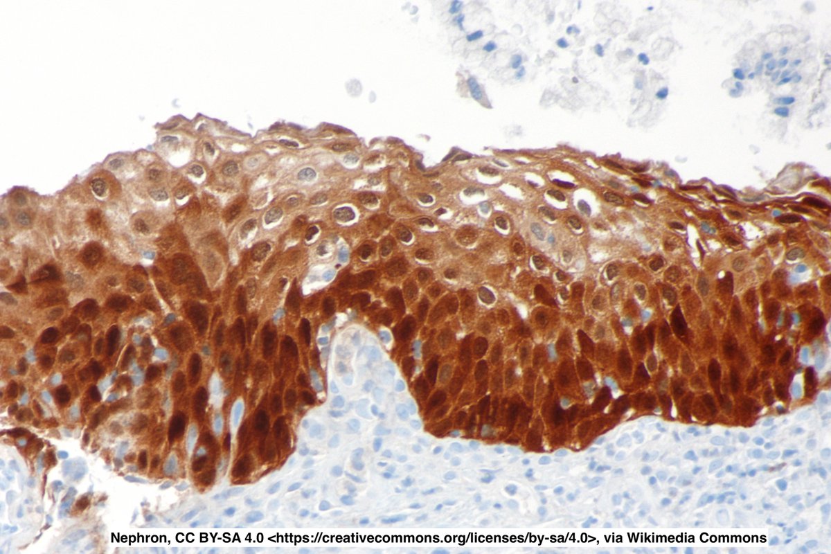 Jay "Thymocyte" Hwang tweet media