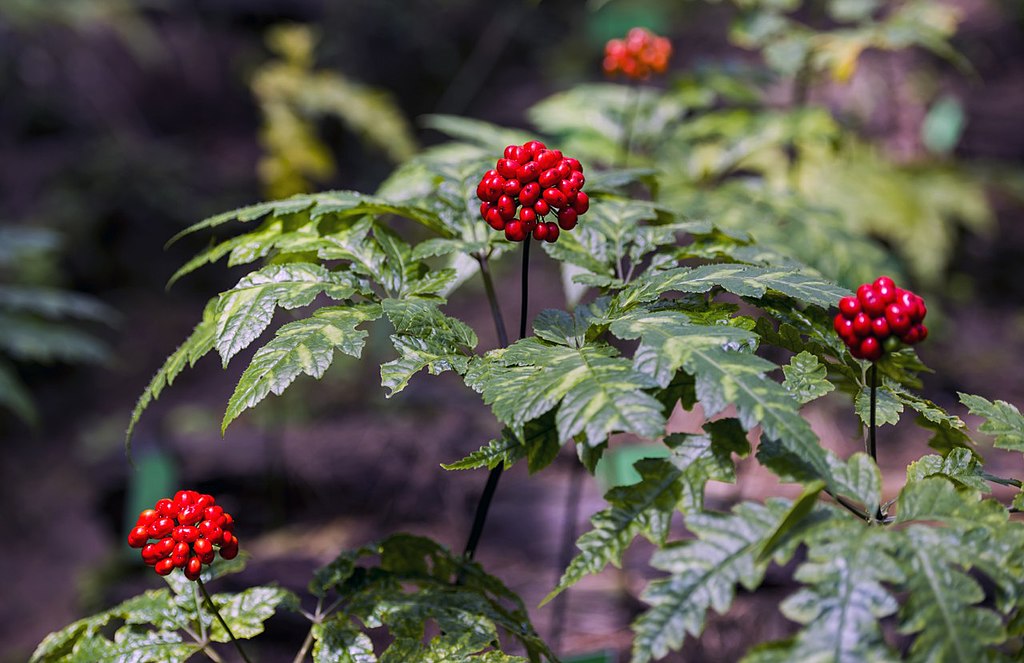 DecorHtd's tweet photo. Panax bipinnatifidus Seem., a ginseng species from Asia, boosts energy, reduces stress, and enhances immunity with its roots, used traditionally for vitality and adaptogenic effects. #HerbalMedicine, #MedicinalHerbs, #HealingPlants. https://t.co/37lfCnGyCb