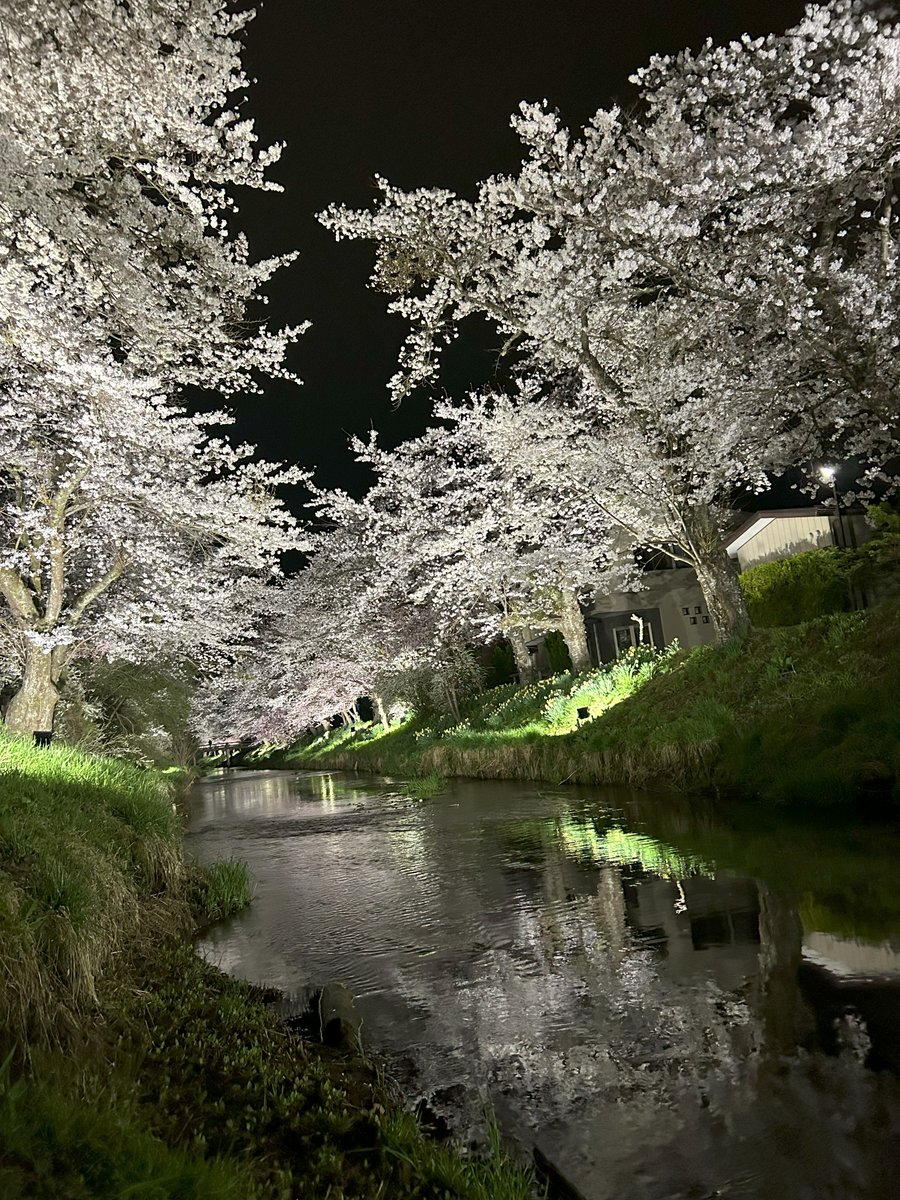 daikokuya_droom's tweet photo. 第一回忍野八海桜まつりが4/11-13で開催されます。
当館も旅館組合としてテント販売に参加し、
弓道キーホルダーなど販売致します。
皆様ぜひ忍野八海へお越し下さ~い(^.^)/~~~
※桜の写真は昨年の写真です。
#大黒家 #旅館 #足利堀江弓具店 #Chanman #山梨 #忍野村 #弓道 #忍野八海桜まつり https://t.co/dkHpqYkrgT