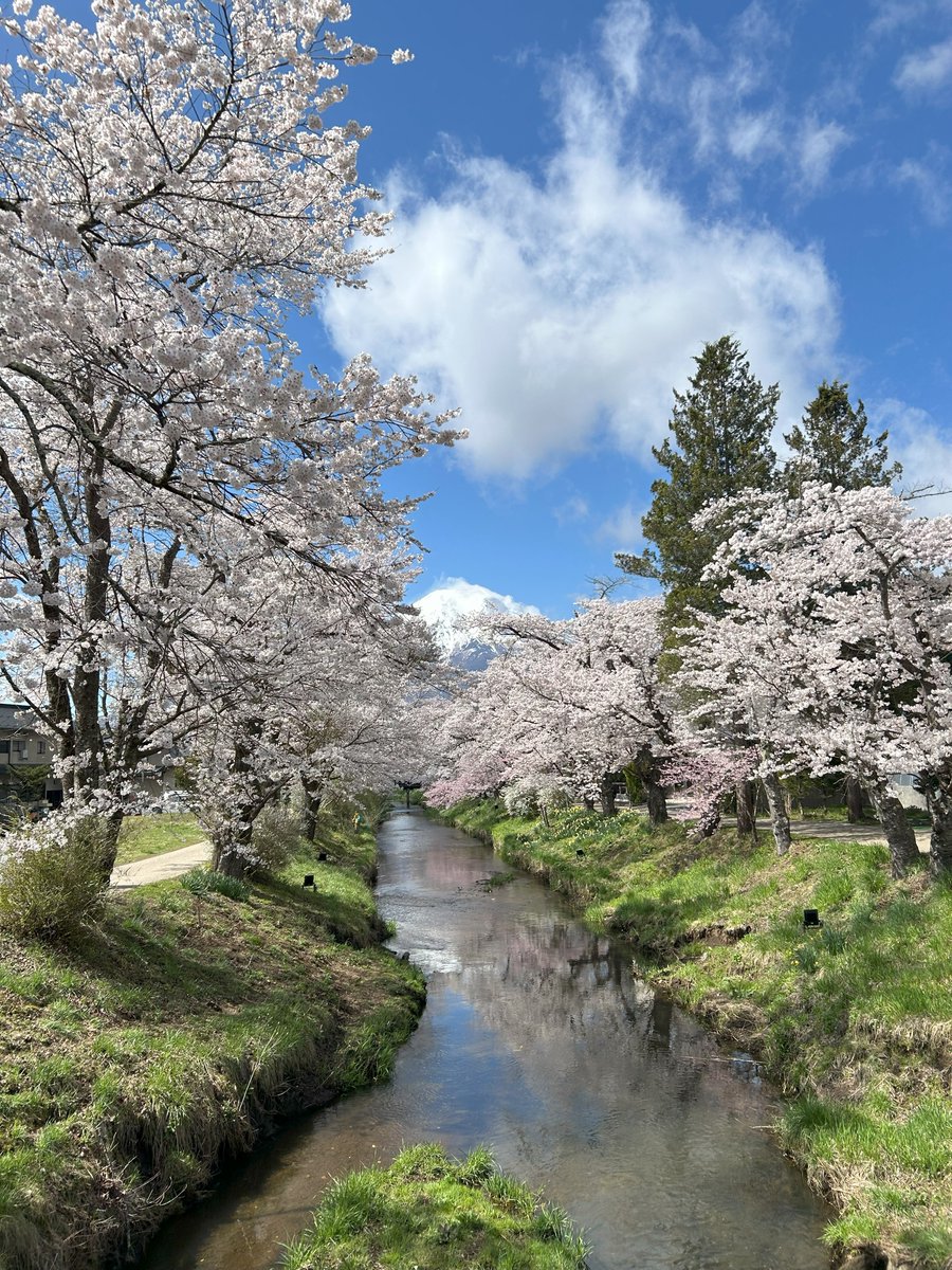 daikokuya_droom's tweet photo. 第一回忍野八海桜まつりが4/11-13で開催されます。
当館も旅館組合としてテント販売に参加し、
弓道キーホルダーなど販売致します。
皆様ぜひ忍野八海へお越し下さ~い(^.^)/~~~
※桜の写真は昨年の写真です。
#大黒家 #旅館 #足利堀江弓具店 #Chanman #山梨 #忍野村 #弓道 #忍野八海桜まつり https://t.co/dkHpqYkrgT