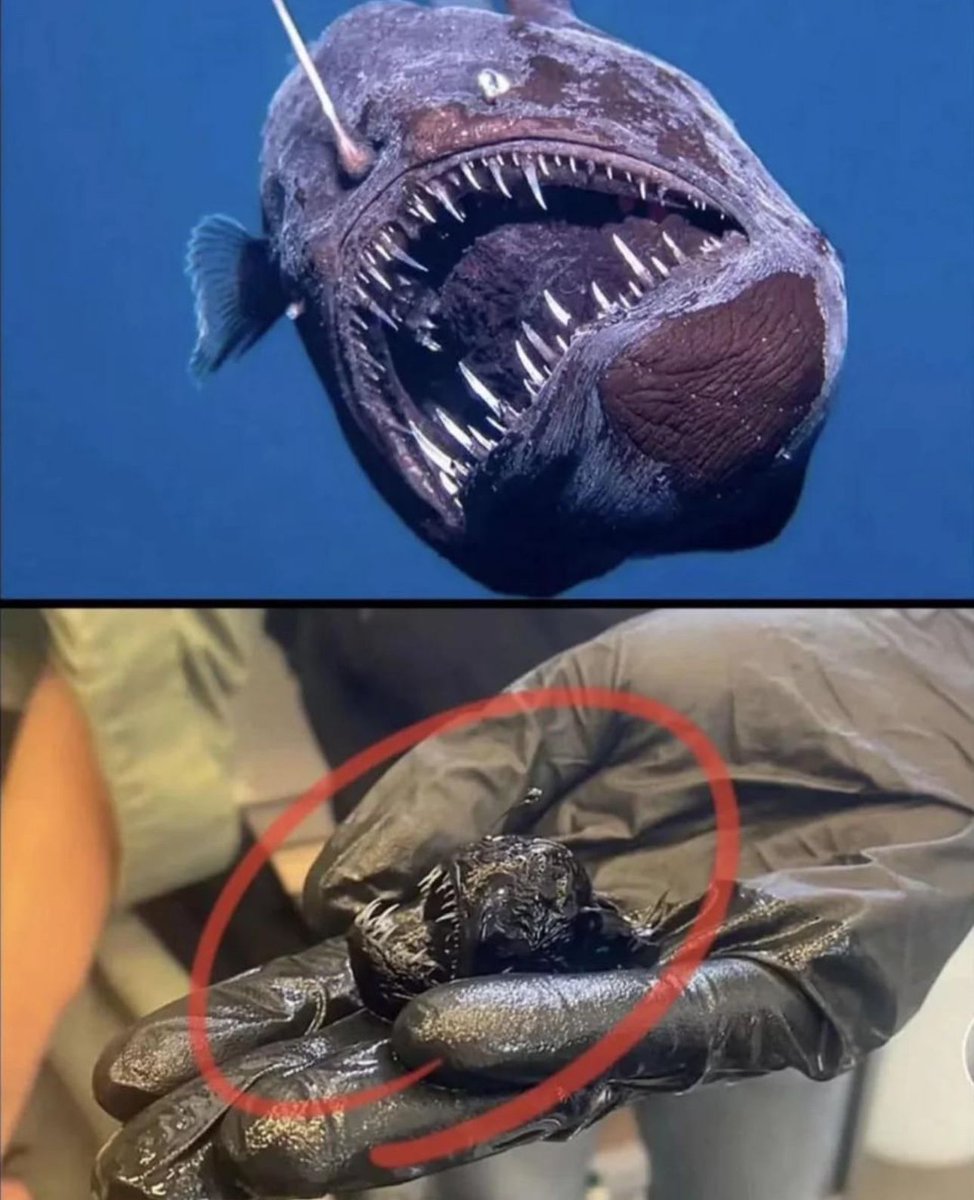 interesting_aIl's tweet photo. The anglerfish’s actual size https://t.co/jJwSUY05Hm