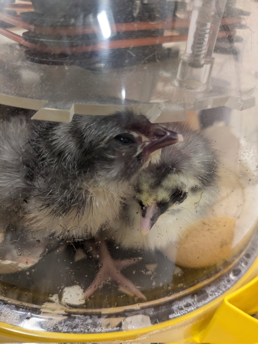 We have woken up to 2 new additions. Meet Murphy and Rosen! #creatingabetterfuture #cheepcheep #newlife <a href="/MichaelRosenYes/">Michael Rosen 💙💙🎓🎓 NICE 爷爷</a>