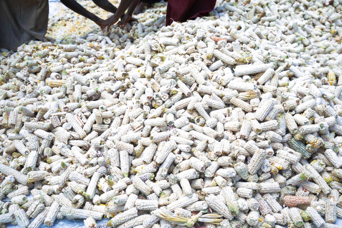 Gitega's tweet image. #Burundi Urwaruka ruhurikiye muri Sosiyete #D_Tekno ikora amamashine atandukanye, kuri uyu wa 25 Ntwarante 2025 i @Gitega, barahunguruye ibigori vy'ishure ryisumbuye ry'ubuhinga #ETSA bishika itoni zibiri mu masaha adashika n'abiri bakoresheje imashini bikoreye (Made in Bdi)